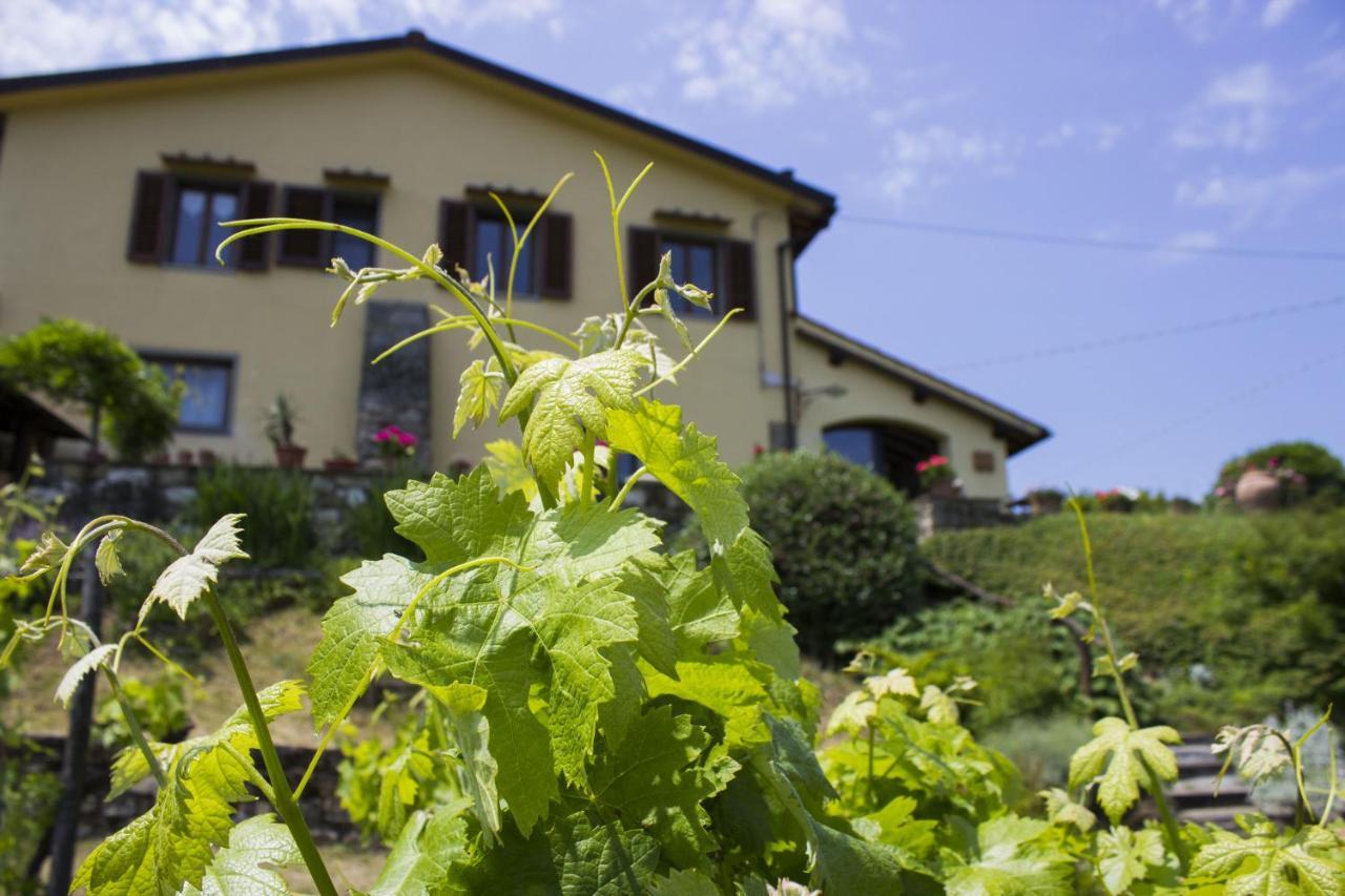 Villa Porcigliano Olive Grove Polcanto 외부 사진