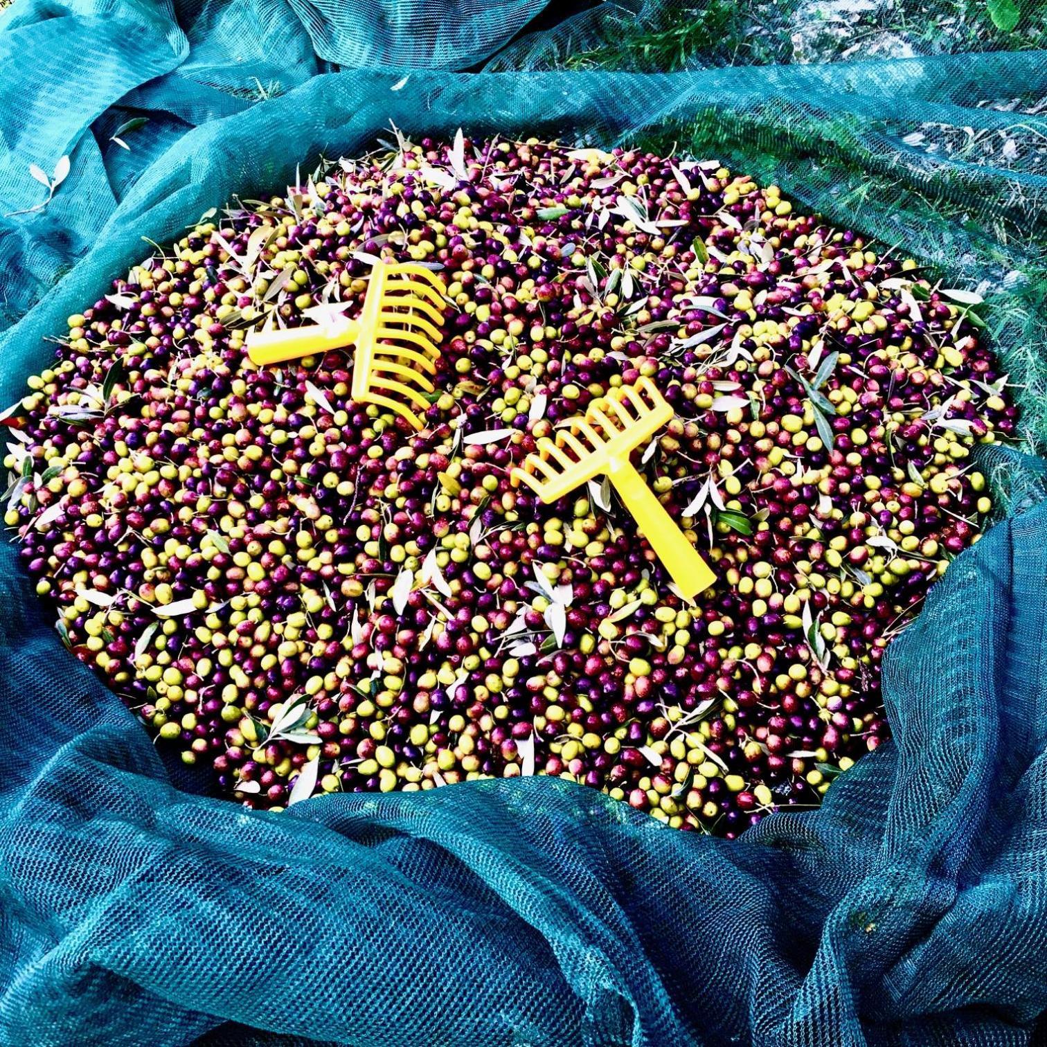 Villa Porcigliano Olive Grove Polcanto 외부 사진
