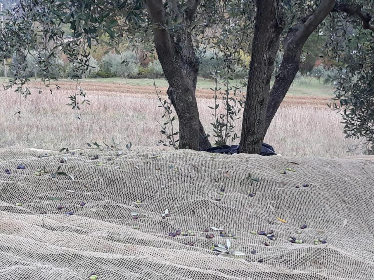 Villa Porcigliano Olive Grove Polcanto 외부 사진