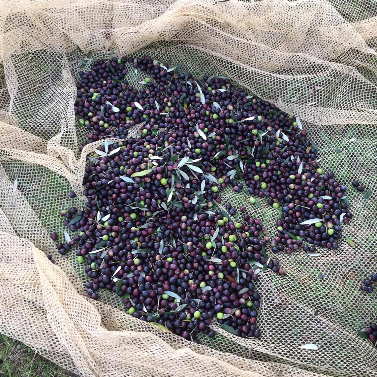 Villa Porcigliano Olive Grove Polcanto 외부 사진