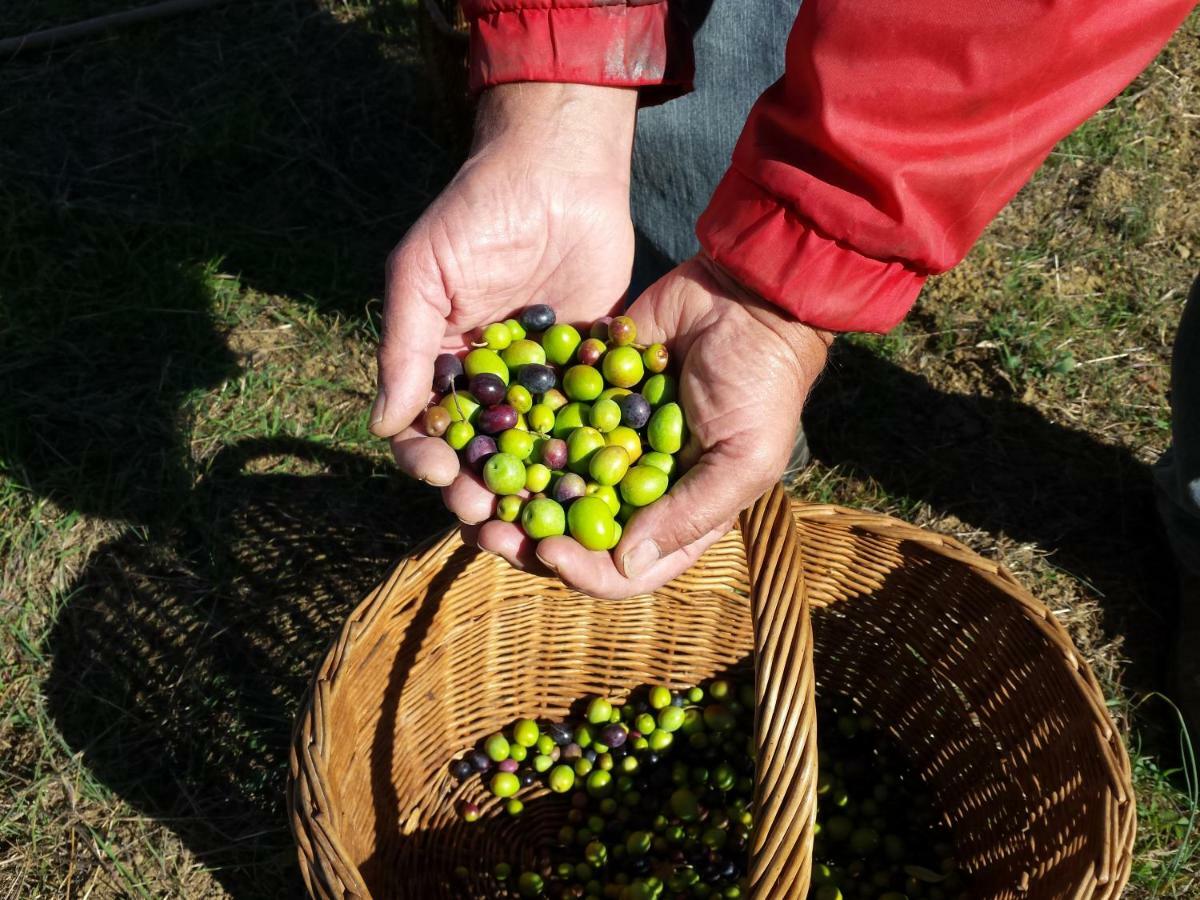 Villa Porcigliano Olive Grove Polcanto 외부 사진